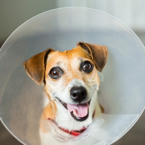 Dog Surgical Care
