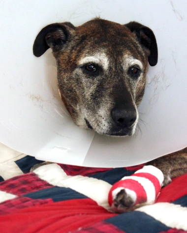 Dog Surgical Care