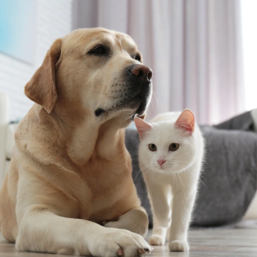 Special Offers at Epic Tails Veterinary Clinic