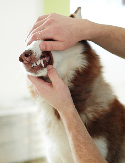 Dog Dental Care Charlotte