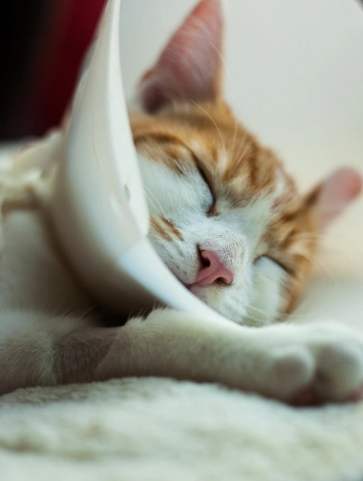 Cat Surgery Care at Epic Tails Veterinary Clinic Charlotte NC