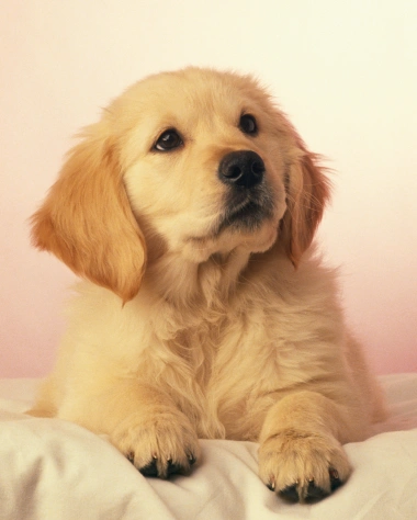 Puppy Care