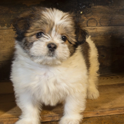 Puppy Care