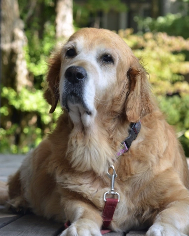Senior Dog Care