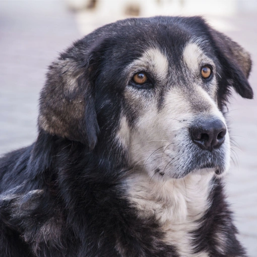 Senior Dog Care