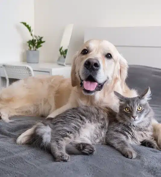 Convenient Veterinary Care for Busy Pet Parents