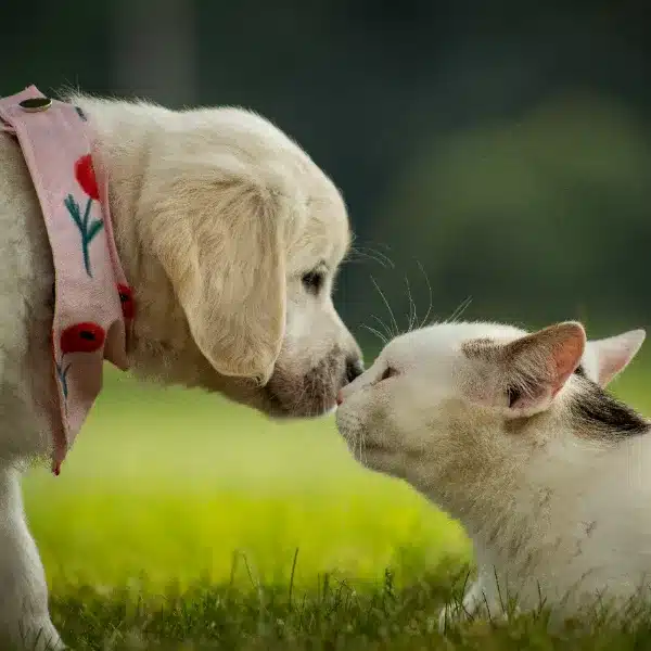 Same-Day Veterinary Care Without an Appointment
