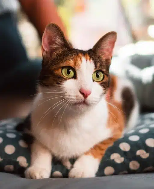 Future-Proofing Pet Health: Preventive Care, Charlotte