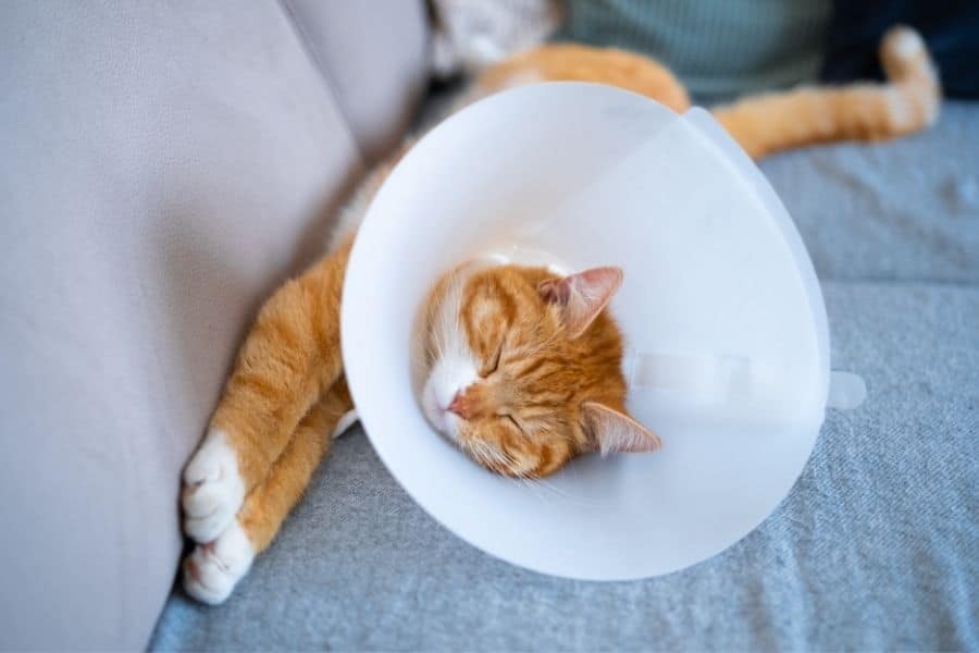 cat-surgery-consultation-cat-surgical-care-charlotte