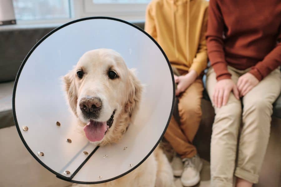 dog-surgery-bladder-stones