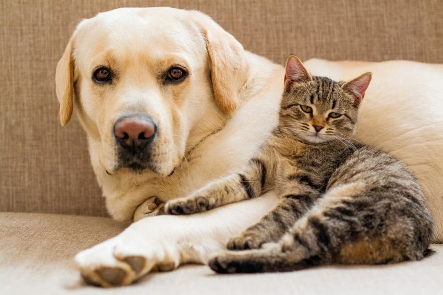 pet-eye-injuries-urgent-veterinary-care