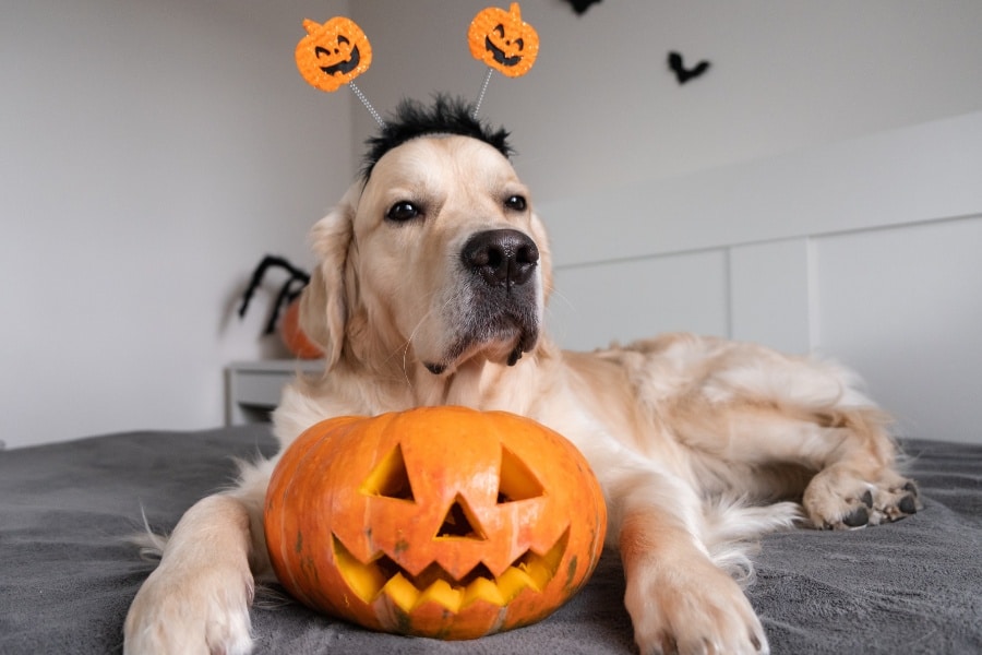 pet-halloween-costume-safety-skin-irritation-mobility